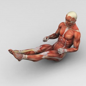 Man menselijke anatomie en spieren